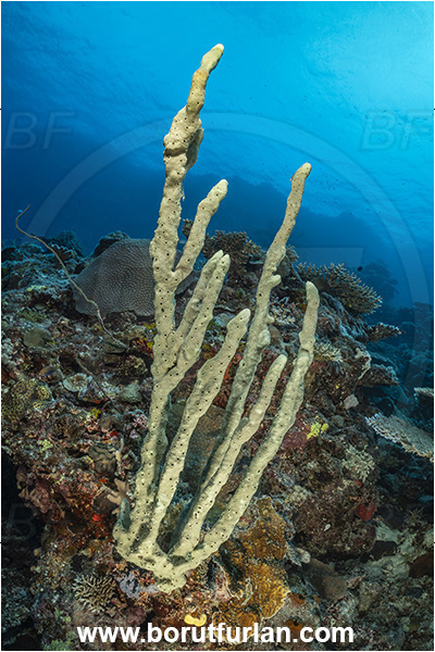 Kuata island, Fiji, Pacific ocean, Hyrtios sp., Hyrtios, Thorectidae, Finger sponge, Sponge, Porifera, Reef