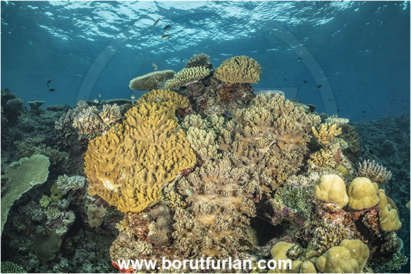 Kuata island, Fiji, Pacific ocean, Sinularia sp., Sinularia, Alcyoniidae, Digitate leather coral, Leather coral, Coral, Cnidaria, Cnidarian, Reef