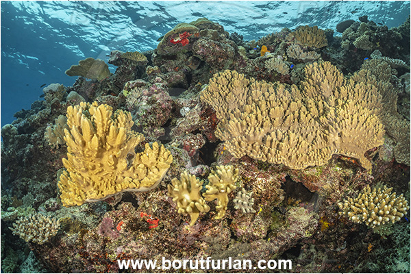 Kuata island, Fiji, Pacific ocean, Sinularia sp., Sinularia, Alcyoniidae, Digitate leather coral, Leather coral, Coral, Cnidaria, Cnidarian, Reef