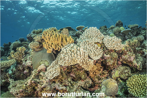 Kuata island, Fiji, Pacific ocean, Sinularia sp., Sinularia, Alcyoniidae, Digitate leather coral, Leather coral, Coral, Cnidaria, Cnidarian, Reef