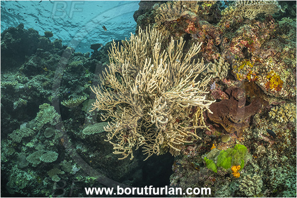Kuata island, Fiji, Pacific ocean, Sinularia sp., Sinularia, Alcyoniidae, Digitate leather coral, Leather coral, Coral, Cnidaria, Cnidarian, Reef