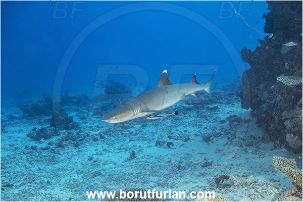 Kuata island, Fiji, Pacific ocean, Triaenodon obesus, Triaenodon, Carcharhinidae, Elasmobranchii, Whitetip reef shark, Shark, Fish, Reef