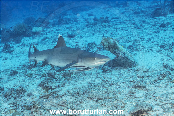 Kuata island, Fiji, Pacific ocean, Triaenodon obesus, Triaenodon, Carcharhinidae, Elasmobranchii, Whitetip reef shark, Shark, Fish, Reef