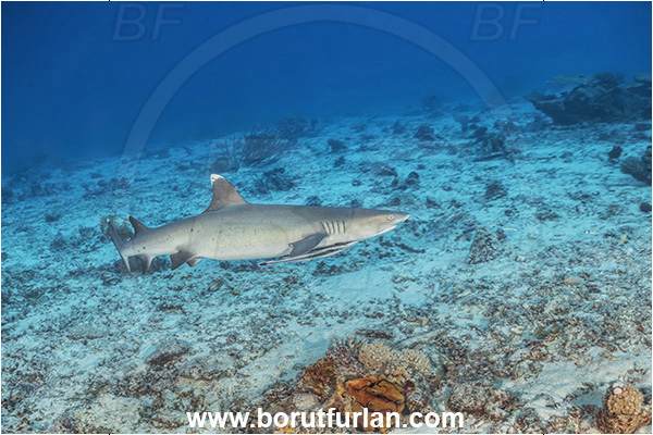 Kuata island, Fiji, Pacific ocean, Triaenodon obesus, Triaenodon, Carcharhinidae, Elasmobranchii, Whitetip reef shark, Shark, Fish, Reef