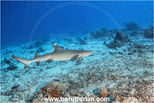 Kuata island, Fiji, Pacific ocean, Triaenodon obesus, Triaenodon, Carcharhinidae, Elasmobranchii, Whitetip reef shark, Shark, Fish, Reef