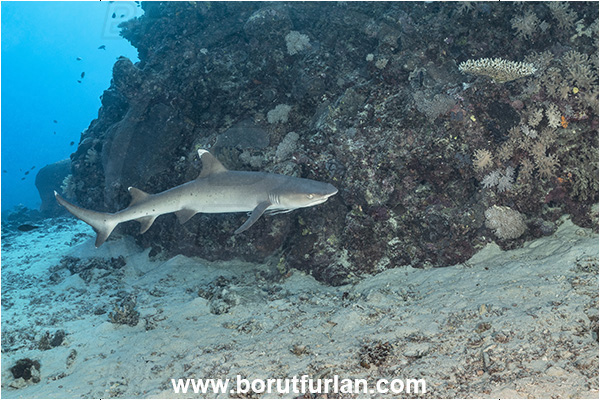 Kuata island, Fiji, Pacific ocean, Triaenodon obesus, Triaenodon, Carcharhinidae, Elasmobranchii, Whitetip reef shark, Shark, Fish, Reef