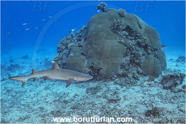 Kuata island, Fiji, Pacific ocean, Triaenodon obesus, Triaenodon, Carcharhinidae, Elasmobranchii, Whitetip reef shark, Shark, Fish, Reef