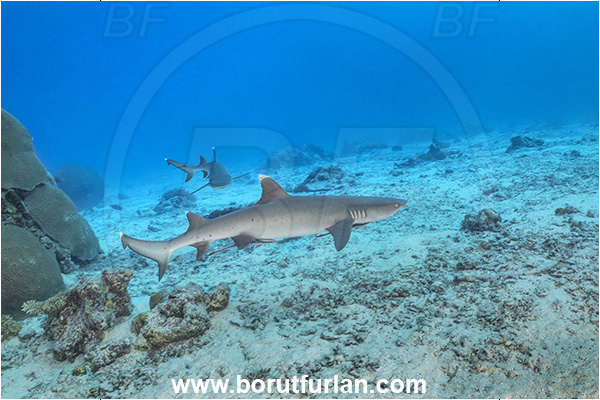 Kuata island, Fiji, Pacific ocean, Triaenodon obesus, Triaenodon, Carcharhinidae, Elasmobranchii, Whitetip reef shark, Shark, Fish, Reef