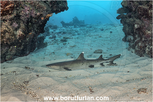 Kuata island, Fiji, Pacific ocean, Triaenodon obesus, Triaenodon, Carcharhinidae, Elasmobranchii, Whitetip reef shark, Shark, Fish, Reef