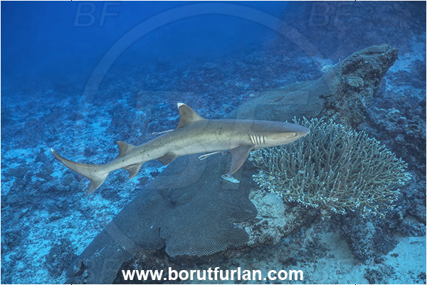 Kuata island, Fiji, Pacific ocean, Triaenodon obesus, Triaenodon, Carcharhinidae, Elasmobranchii, Whitetip reef shark, Shark, Fish, Reef