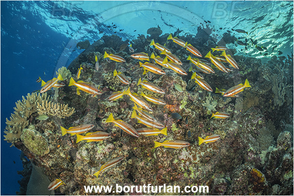 Kuata island, Fiji, Pacific ocean, Lutjanus biguttatus, Lutjanus, Lutjanidae, Two-spot banded snapper, Snapper, Fish, Fish school, Reef
