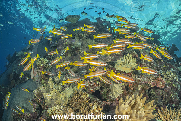 Kuata island, Fiji, Pacific ocean, Lutjanus biguttatus, Lutjanus, Lutjanidae, Two-spot banded snapper, Snapper, Fish, Fish school, Reef