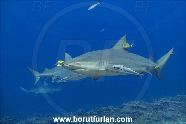 Kuata island, Fiji, Pacific ocean, Carcharhinus leucas, Carcharhinus, Carcharhinidae, Elasmobranchii, Bull Shark, Shark, Echeneis naucrates, Echeneidae, Slender Suckerfish, Suckerfish, Fish, Gnathanodon speciosus, Gnathanodon, Carangidae, Golden trevally, Trevally, Juvenile