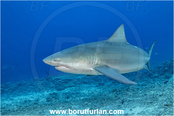 Kuata island, Fiji, Pacific ocean, Carcharhinus leucas, Carcharhinus, Carcharhinidae, Elasmobranchii, Bull Shark, Shark, Fish