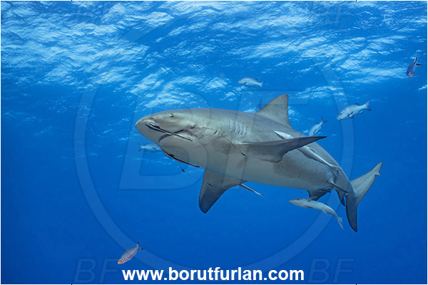 Kuata island, Fiji, Pacific ocean, Carcharhinus leucas, Carcharhinus, Carcharhinidae, Elasmobranchii, Bull Shark, Shark, Echeneis naucrates, Echeneidae, Slender Suckerfish, Suckerfish, Fish