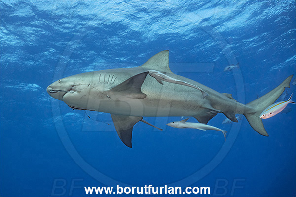 Kuata island, Fiji, Pacific ocean, Carcharhinus leucas, Carcharhinus, Carcharhinidae, Elasmobranchii, Bull Shark, Shark, Echeneis naucrates, Echeneidae, Slender Suckerfish, Suckerfish, Fish