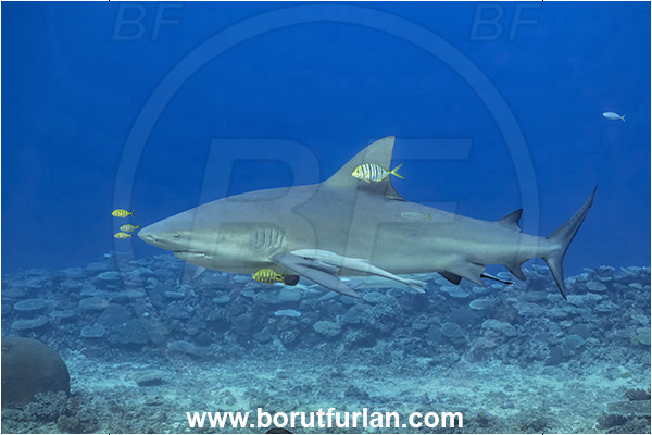 Kuata island, Fiji, Pacific ocean, Carcharhinus leucas, Carcharhinus, Carcharhinidae, Elasmobranchii, Bull Shark, Shark, Echeneis naucrates, Echeneidae, Slender Suckerfish, Suckerfish, Fish, Gnathanodon speciosus, Gnathanodon, Carangidae, Golden trevally, Trevally, Juvenile