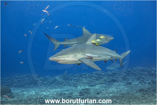 Kuata island, Fiji, Pacific ocean, Carcharhinus leucas, Carcharhinus, Carcharhinidae, Elasmobranchii, Bull Shark, Shark, Echeneis naucrates, Echeneidae, Slender Suckerfish, Suckerfish, Fish, Gnathanodon speciosus, Gnathanodon, Carangidae, Golden trevally, Trevally, Juvenile