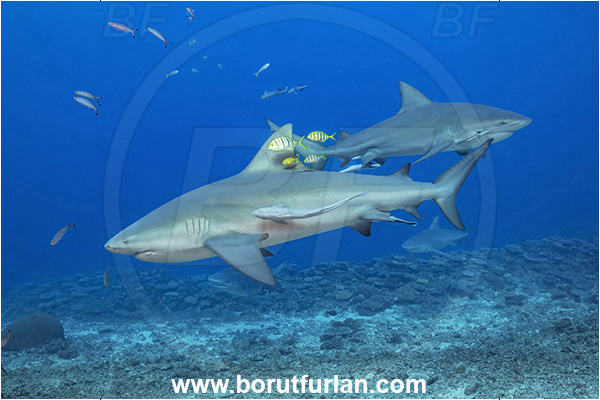Kuata island, Fiji, Pacific ocean, Carcharhinus leucas, Carcharhinus, Carcharhinidae, Elasmobranchii, Bull Shark, Shark, Echeneis naucrates, Echeneidae, Slender Suckerfish, Suckerfish, Fish, Gnathanodon speciosus, Gnathanodon, Carangidae, Golden trevally, Trevally, Juvenile