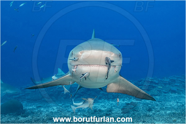 Kuata island, Fiji, Pacific ocean, Carcharhinus leucas, Carcharhinus, Carcharhinidae, Elasmobranchii, Bull Shark, Shark, Echeneis naucrates, Echeneidae, Slender Suckerfish, Suckerfish, Fish, Portrait
