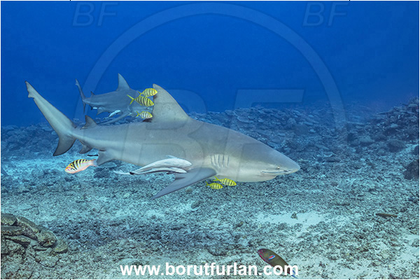 Kuata island, Fiji, Pacific ocean, Carcharhinus leucas, Carcharhinus, Carcharhinidae, Elasmobranchii, Bull Shark, Shark, Echeneis naucrates, Echeneidae, Slender Suckerfish, Suckerfish, Fish, Gnathanodon speciosus, Gnathanodon, Carangidae, Golden trevally, Trevally, Juvenile