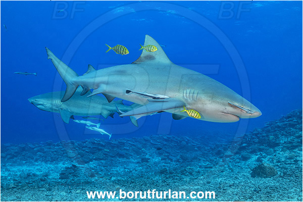 Kuata island, Fiji, Pacific ocean, Carcharhinus leucas, Carcharhinus, Carcharhinidae, Elasmobranchii, Bull Shark, Shark, Fish, Gnathanodon speciosus, Gnathanodon, Carangidae, Golden trevally, Trevally, Juvenile