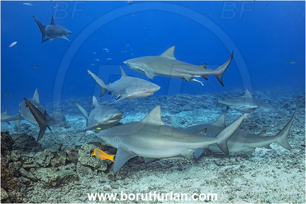 Kuata island, Fiji, Pacific ocean, Carcharhinus leucas, Carcharhinus, Carcharhinidae, Elasmobranchii, Bull Shark, Shark, Fish