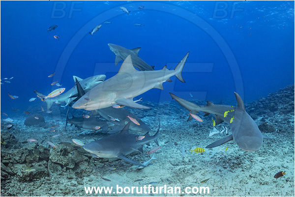 Kuata island, Fiji, Pacific ocean, Carcharhinus leucas, Carcharhinus, Carcharhinidae, Elasmobranchii, Bull Shark, Shark, Fish