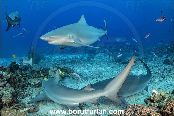 Kuata island, Fiji, Pacific ocean, Carcharhinus leucas, Carcharhinus, Carcharhinidae, Elasmobranchii, Bull Shark, Shark, Fish