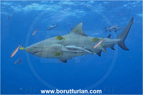 Kuata island, Fiji, Pacific ocean, Carcharhinus leucas, Carcharhinus, Carcharhinidae, Elasmobranchii, Bull Shark, Shark, Echeneis naucrates, Echeneidae, Slender Suckerfish, Suckerfish, Fish, Gnathanodon speciosus, Gnathanodon, Carangidae, Golden trevally, Trevally, Juvenile