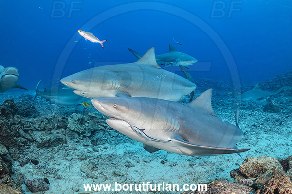 Kuata island, Fiji, Pacific ocean, Carcharhinus leucas, Carcharhinus, Carcharhinidae, Elasmobranchii, Bull Shark, Shark, Fish