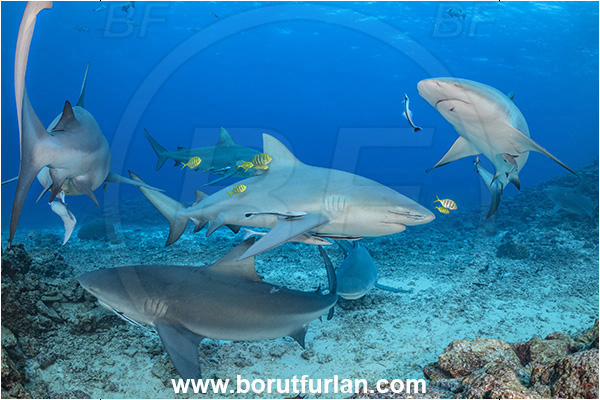 Kuata island, Fiji, Pacific ocean, Carcharhinus leucas, Carcharhinus, Carcharhinidae, Elasmobranchii, Bull Shark, Shark, Fish, Gnathanodon speciosus, Gnathanodon, Carangidae, Golden trevally, Trevally, Juvenile