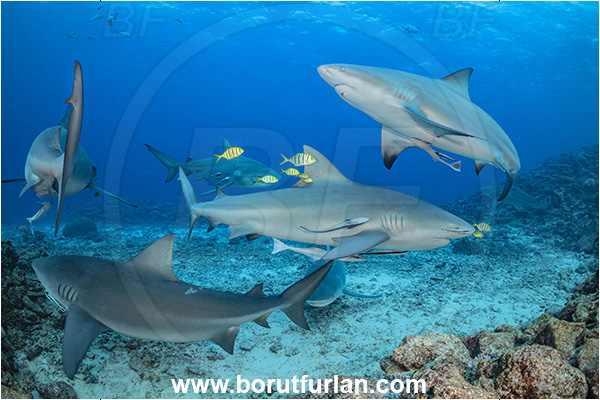 Kuata island, Fiji, Pacific ocean, Carcharhinus leucas, Carcharhinus, Carcharhinidae, Elasmobranchii, Bull Shark, Shark, Fish, Gnathanodon speciosus, Gnathanodon, Carangidae, Golden trevally, Trevally, Juvenile