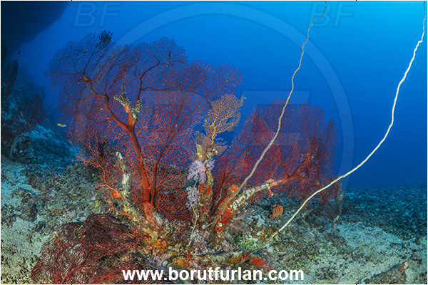 Kuata island, Fiji, Pacific ocean, Melithaea sp., Melithaea, Melithaeidae, Sea fan, Coral, Cnidaria, Cnidarian, Reef
