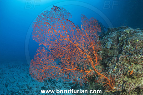 Kuata island, Fiji, Pacific ocean, Melithaea sp., Melithaea, Melithaeidae, Sea fan, Coral, Cnidaria, Cnidarian, Reef