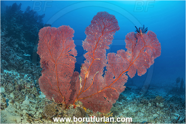 Kuata island, Fiji, Pacific ocean, Melithaea sp., Melithaea, Melithaeidae, Sea fan, Coral, Cnidaria, Cnidarian, Reef