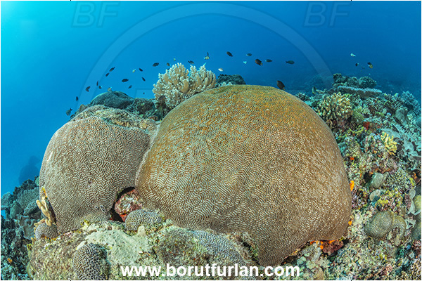 Kuata island, Fiji, Pacific ocean, Platygyra sp., Platygyra, Meandrinidae, Brain coral, Coral, Hard coral, Cnidaria, Cnidarian, Reef