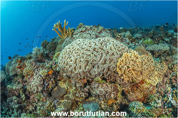 Kuata island, Fiji, Pacific ocean, Symphyllia sp., Symphyllia, Faviidae, Symphyllia Brain Coral, Brain coral, Coral, Anthozoa, Cnidaria, Cnidarian, Reef
