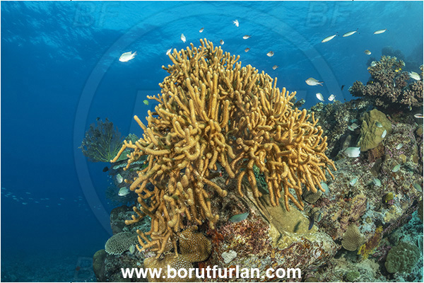 Kuata island, Fiji, Pacific ocean, Pinnigorgia sp., Pinnigorgia, Pterogorgiidae, Soft coral, Coral, Anthozoa, Cnidaria, Cnidarian, Reef