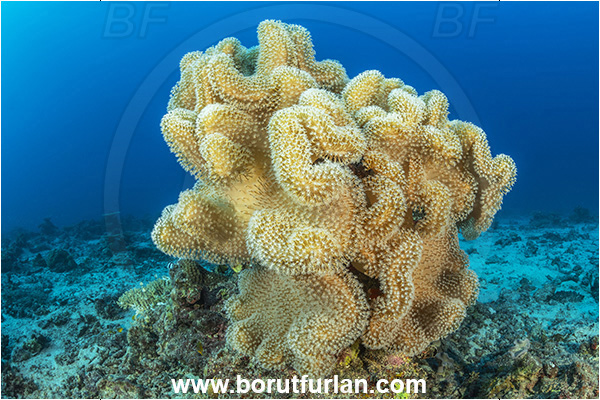 Kuata island, Fiji, Pacific ocean, Sarcophyton sp., Sarcophyton, Alcyoniidae, Anthozoa, Cnidaria, Cnidarian, Mushroom Leather Coral, Leather Coral, Coral, Reef