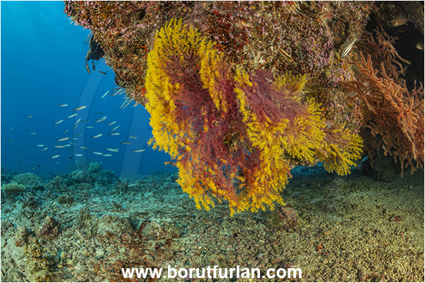 Kuata island, Fiji, Pacific ocean, Euplexaura sp., Euplexaura, Plexauridae, Sea fan, Coral, Cnidaria, Cnidarian, Reef, Overhang
