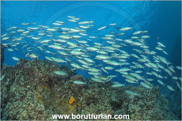Kuata island, Fiji, Pacific ocean, Pterocaesio tile, Pterocaesio, Caesionidae, Dark-banded fusilier, Fusilier, Fish, Fish school, Reef