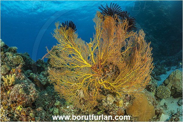 Kuata island, Fiji, Pacific ocean, Melithaea sp., Melithaea, Melithaeidae, Sea fan, Coral, Cnidaria, Cnidarian, Reef