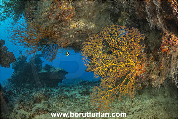 Kuata island, Fiji, Pacific ocean, Melithaea sp., Melithaea, Melithaeidae, Sea fan, Coral, Cnidaria, Cnidarian, Reef, Cave, Overhang