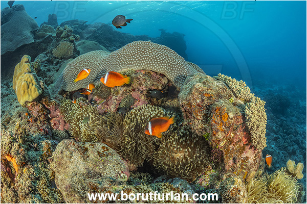Kuata island, Fiji, Pacific ocean, Amphiprion barberi, Amphiprion, Pomacentridae, Fiji tomato anemonefish, Anemonefish, Clownfish, Fish, Reef
