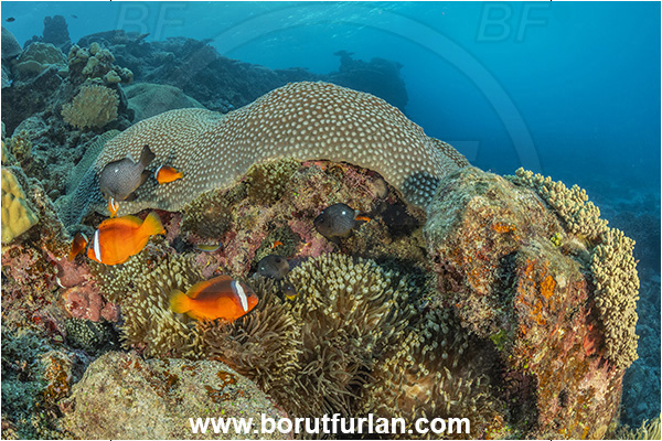 Kuata island, Fiji, Pacific ocean, Amphiprion barberi, Amphiprion, Pomacentridae, Fiji tomato anemonefish, Anemonefish, Clownfish, Fish, Reef