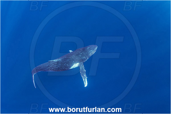 Eua, Tonga, Pacific ocean, Megaptera novaeangliae, Megaptera, Balaenopteridae, Mammalia, Mammalian, Humpback whale, Whale