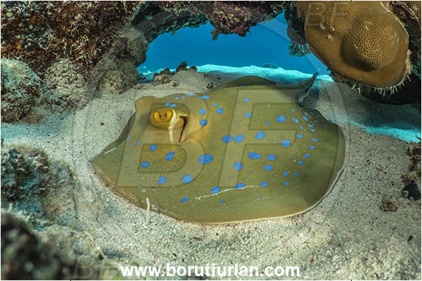 Marsa Shagra, Marsa Alam, Egypt, Red sea, Taeniura lymma, Taeniura, Dasyatidae, Elasmobranchii, Bluespotted ribbontail ray, Blue spotted stingray, Stingray, Reef, Fish
