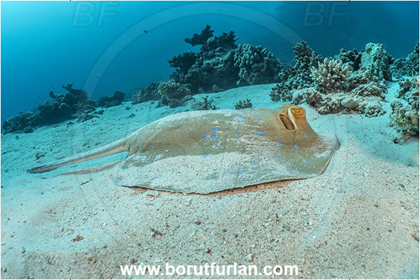Marsa Shagra, Marsa Alam, Egypt, Red sea, Taeniura lymma, Taeniura, Dasyatidae, Elasmobranchii, Bluespotted ribbontail ray, Blue spotted stingray, Stingray, Sand, Fish