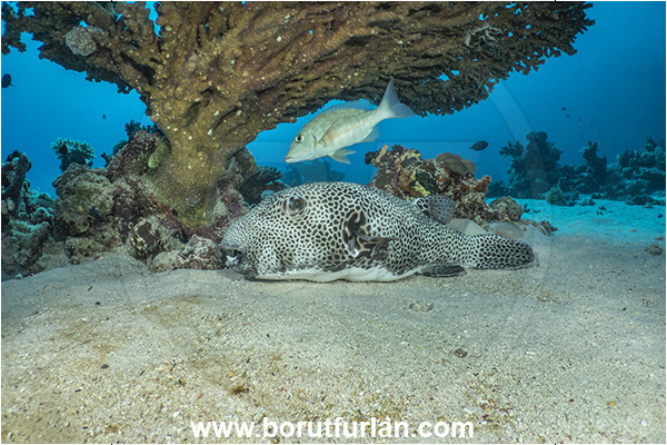 Marsa Shagra, Marsa Alam, Egypt, Red sea, Arothron stellatus, Arothron, Tetraodontidae, Stellate puffer, Puffer, Lethrinus obsoletus, Lethrinus, Lethrinidae, Orange-striped Emperor, Emperor, Fish, Reef